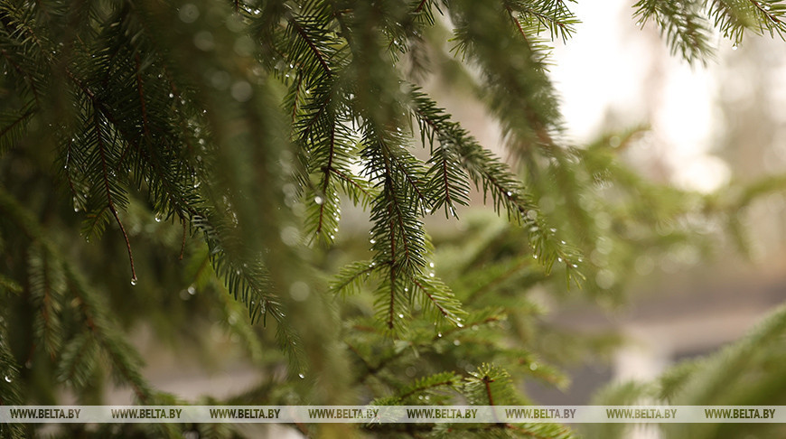 Елочные базары в Брестской области откроются 17 декабря 