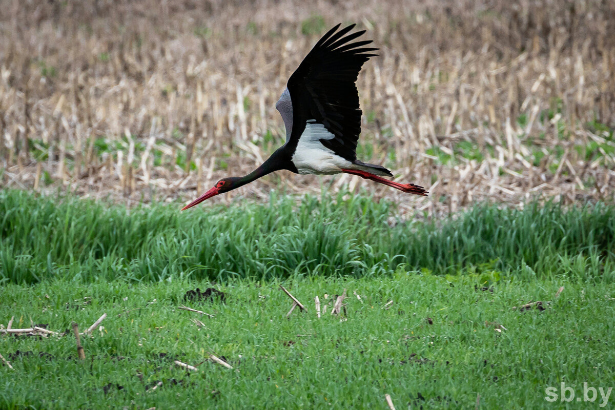 В Столинском районе взяли под охрану места обитания двух краснокнижных птиц
