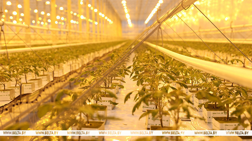 Комплекс для выращивания томатов построили в Ольшанах по программе "Один район - один проект"