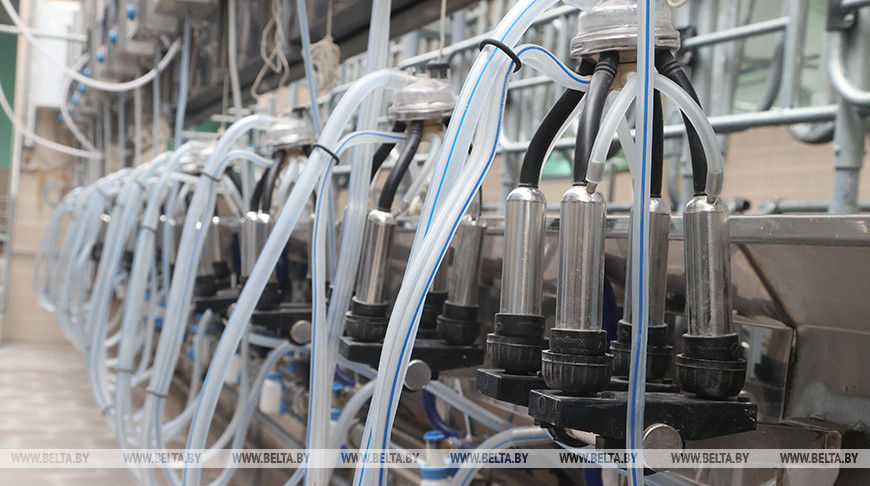 Брестская область преодолела рубеж по суточному удою молока на одну корову в 24 л