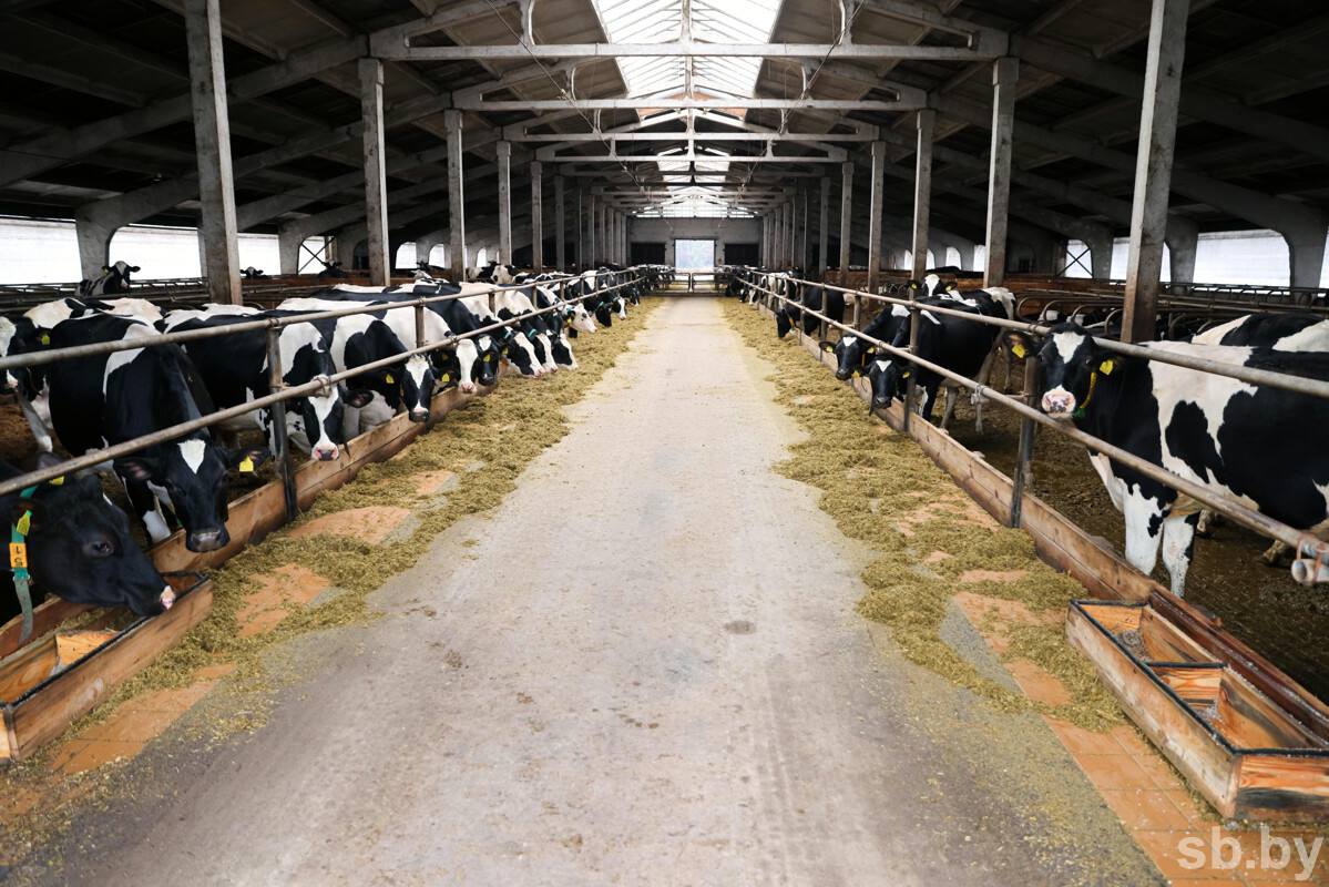 В Брестской области за 8 месяцев производство молока выросло почти на 7 процентов