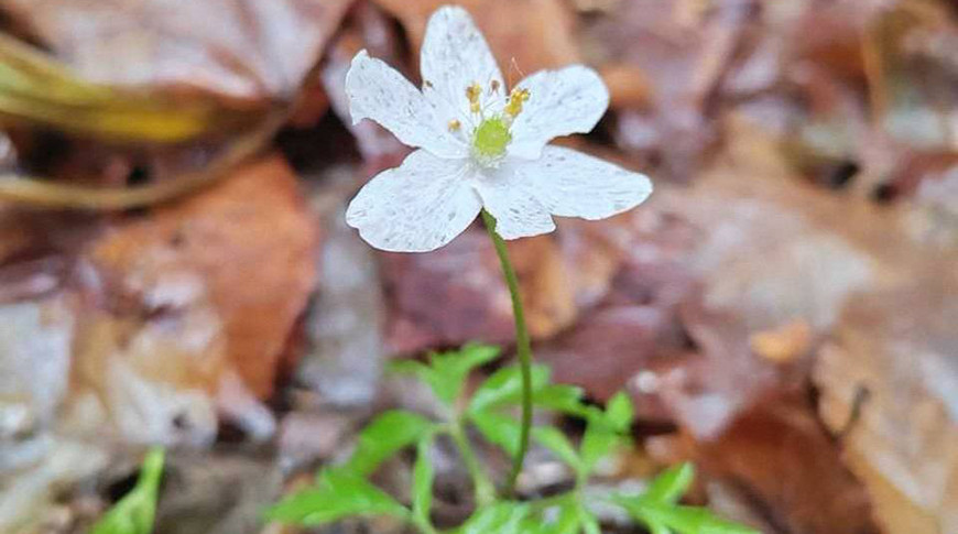 Первоцветы распустились в декабре в Беловежской пуще