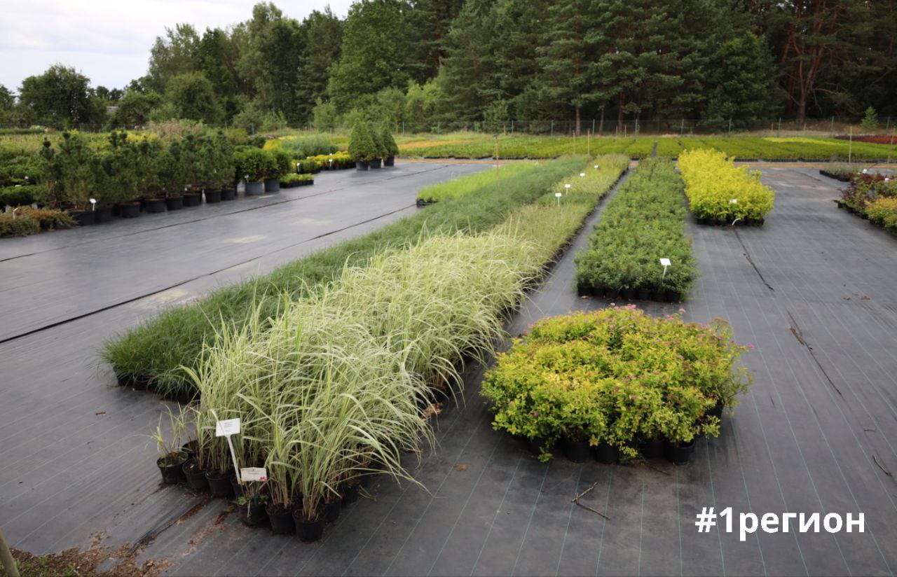 В Брестской области в Год благоустройства в жилых кварталах высадили более 100 тыс. деревьев и кустарников