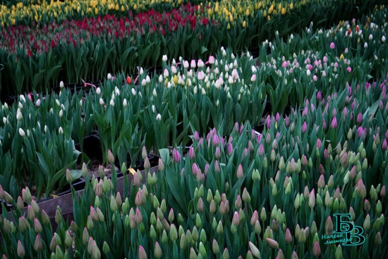 Где в Бресте можно купить цветы к 8 марта. Список адресов