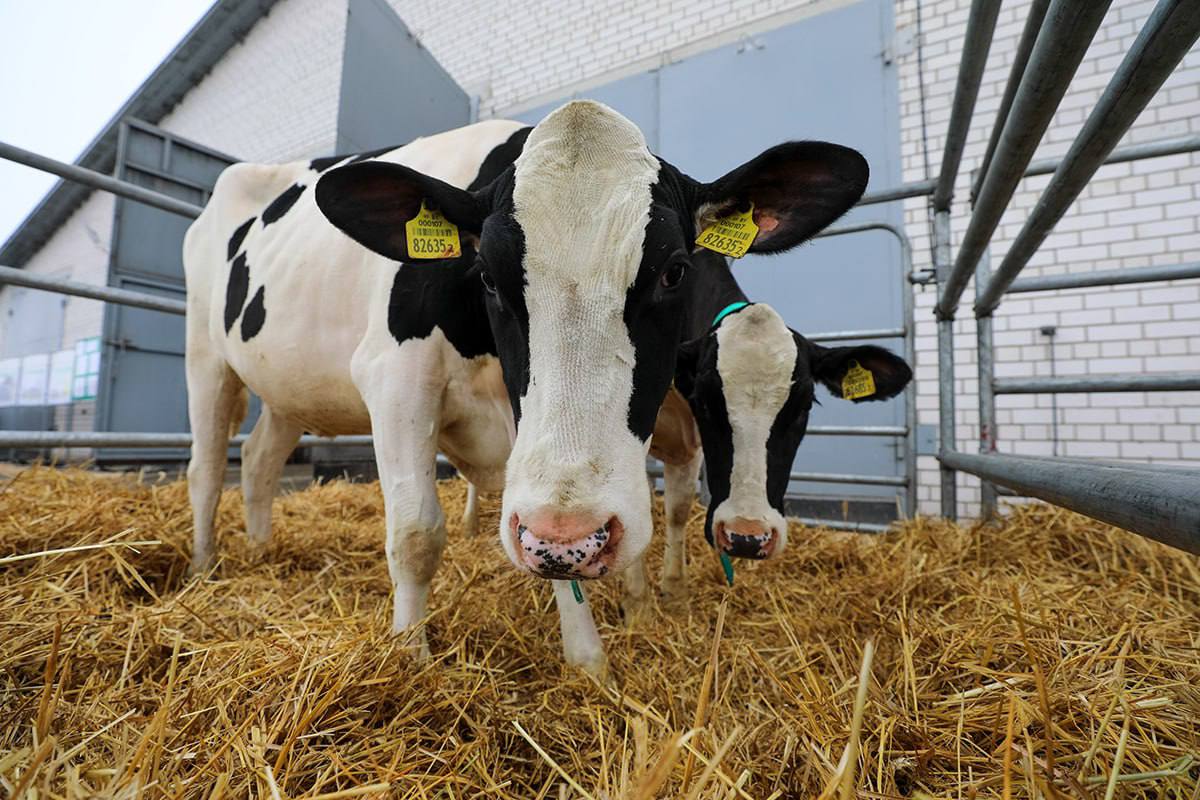 В Брестской области за январь — февраль производство молока увеличили на 5,5 процента 